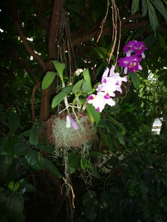 Botanická záhrada orchidee